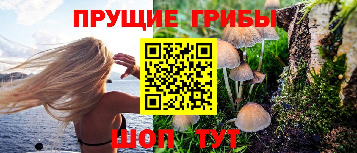 Галлюциногенные грибы Psilocybe  Псилоцибиновые грибы GOLDEN TEACHER  Майкоп  Вход с VPN 